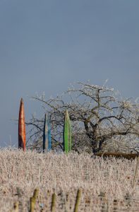 Weinberge in Ingersheim