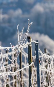 Eiskristalle in Ingersheim