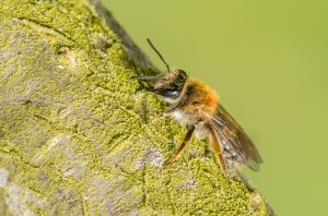 Insekten im Garten...