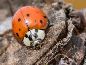 Insekten im Garten...