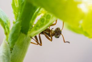 Insekten im Garten...