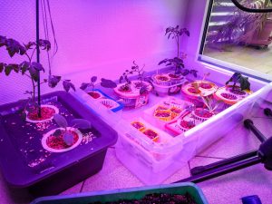 Homegardening Teil1 - Salat und Gemüse im Büro anbauen - der Anfang!