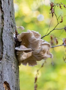 Ein Pilz im Wald