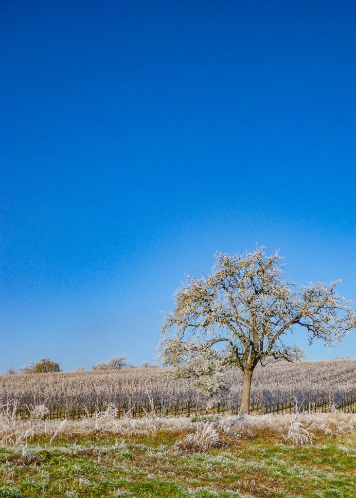 Jochens Wetterblog am 12.12.2019