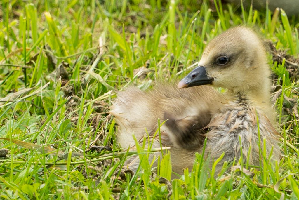 Fotos: Tiere im Garten, auf Feld und Flur