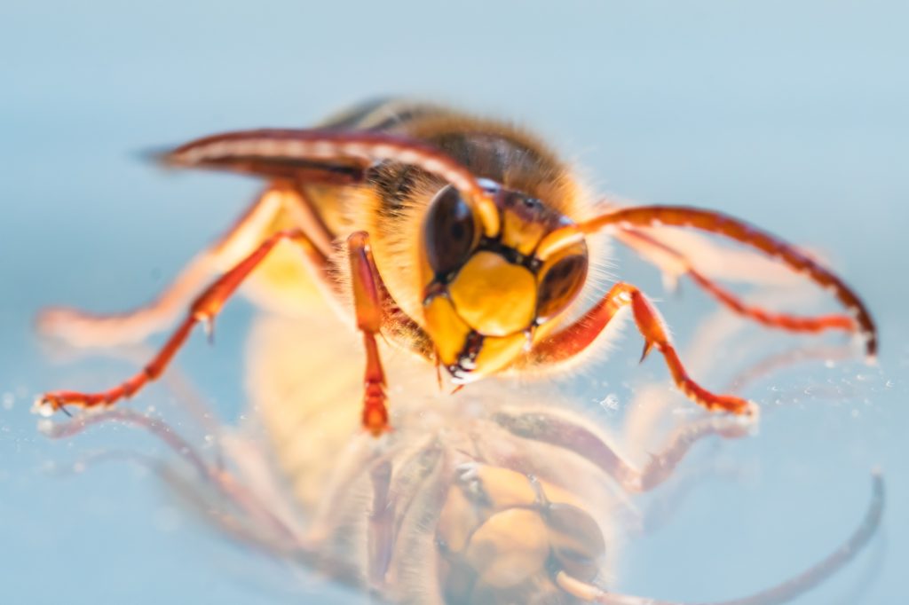 Fotos: Insekten