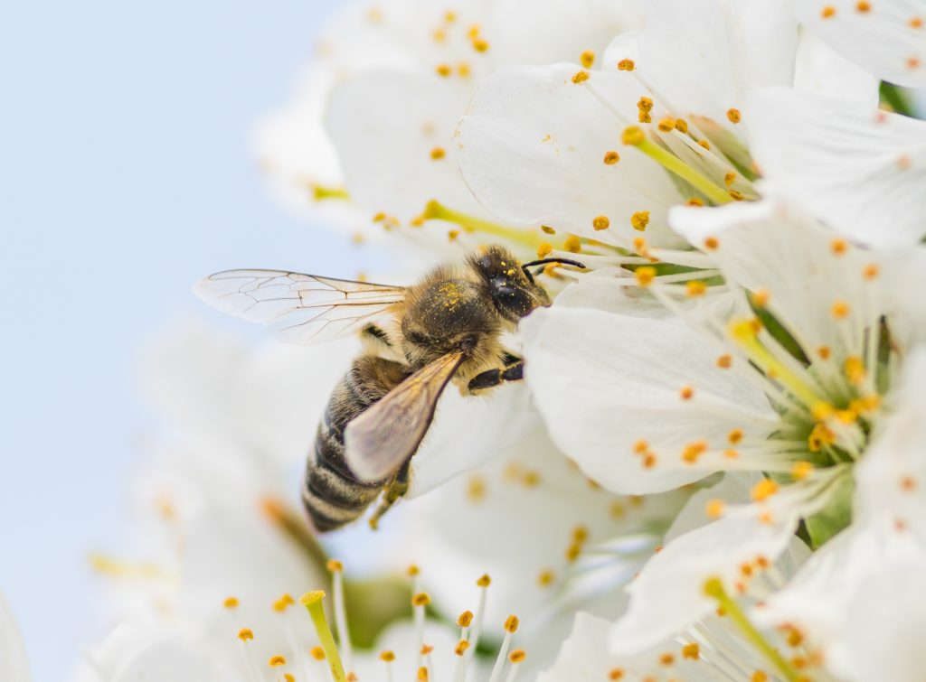 Fotos: Insekten