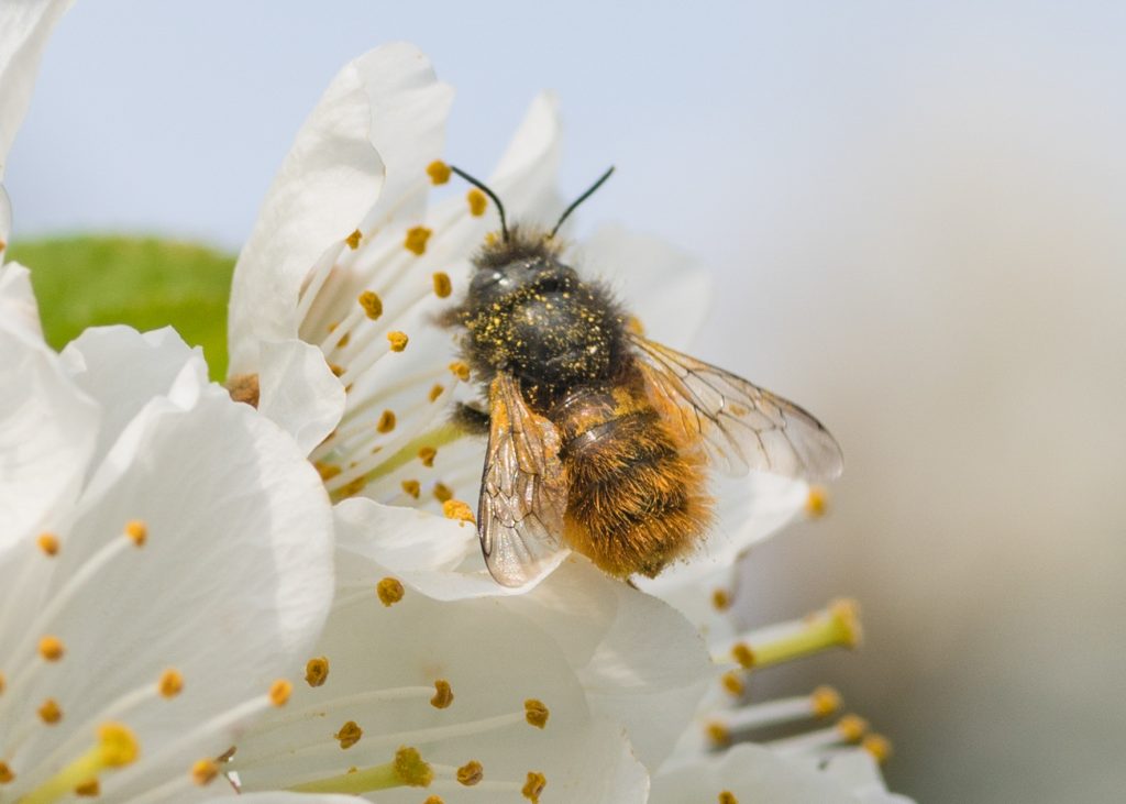 Fotos: Insekten