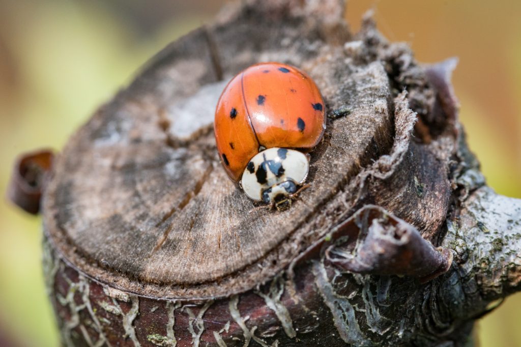 Fotos: Insekten