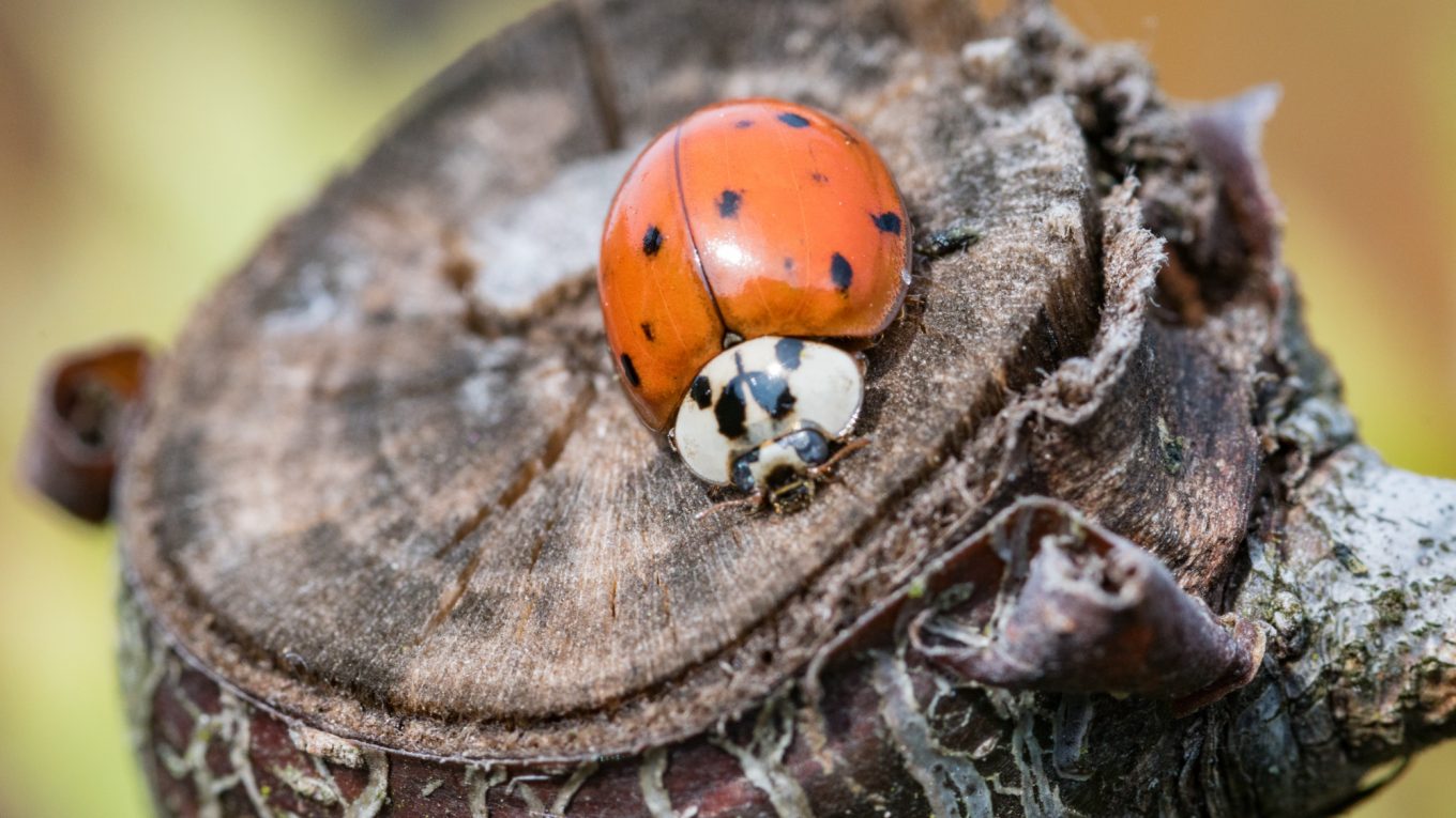 Fotos: Insekten