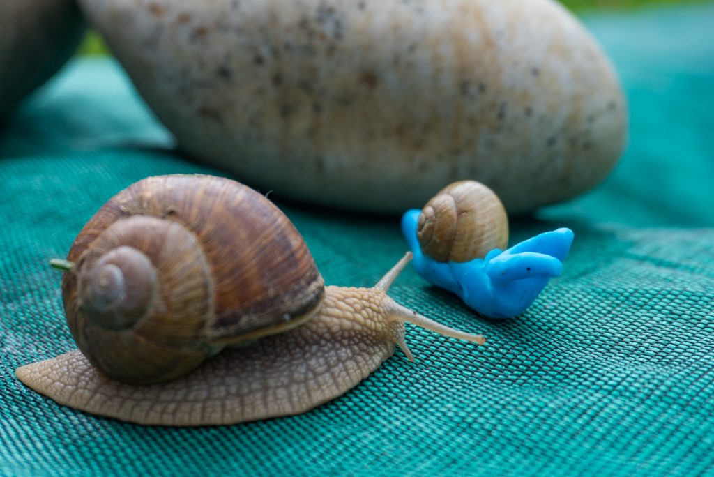 Fotos: Tiere im Garten, auf Feld und Flur