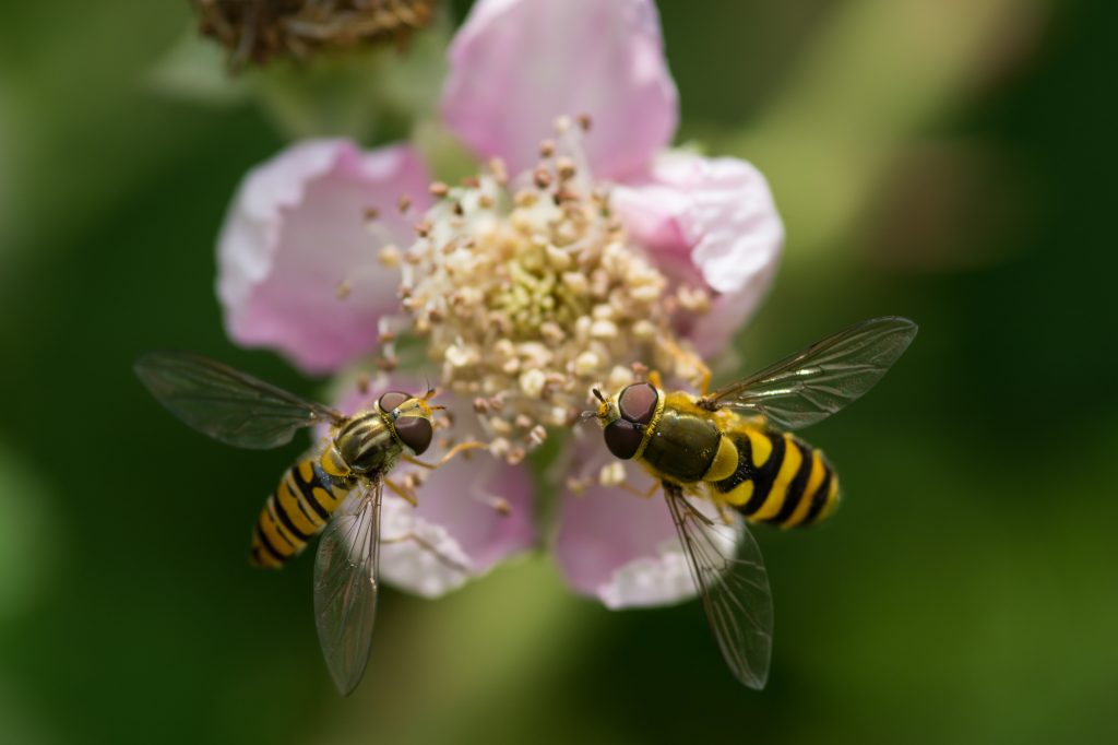 Fotos: Insekten