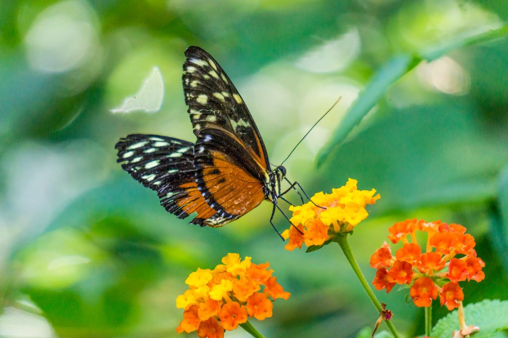 Fotos: Insekten