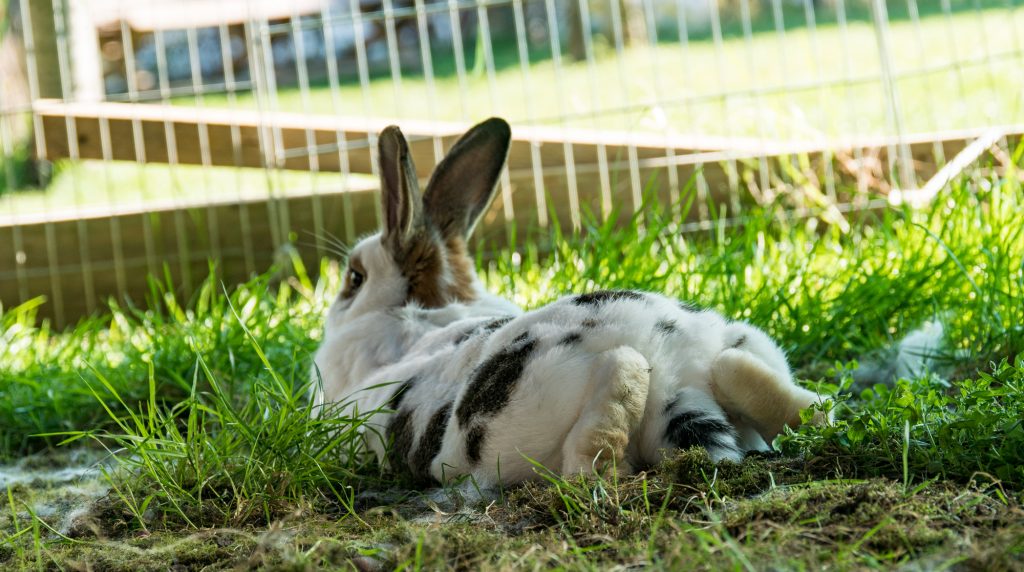 Kaninchen