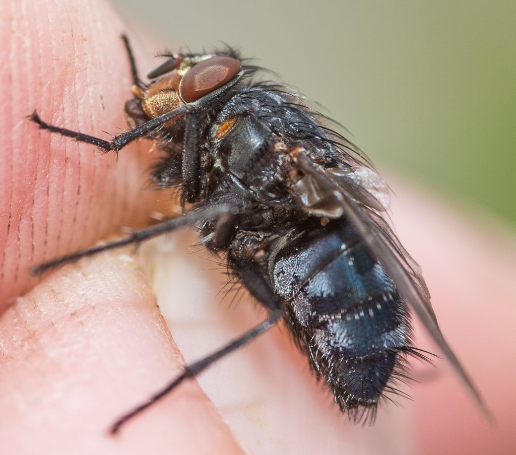 Fotos: Insekten