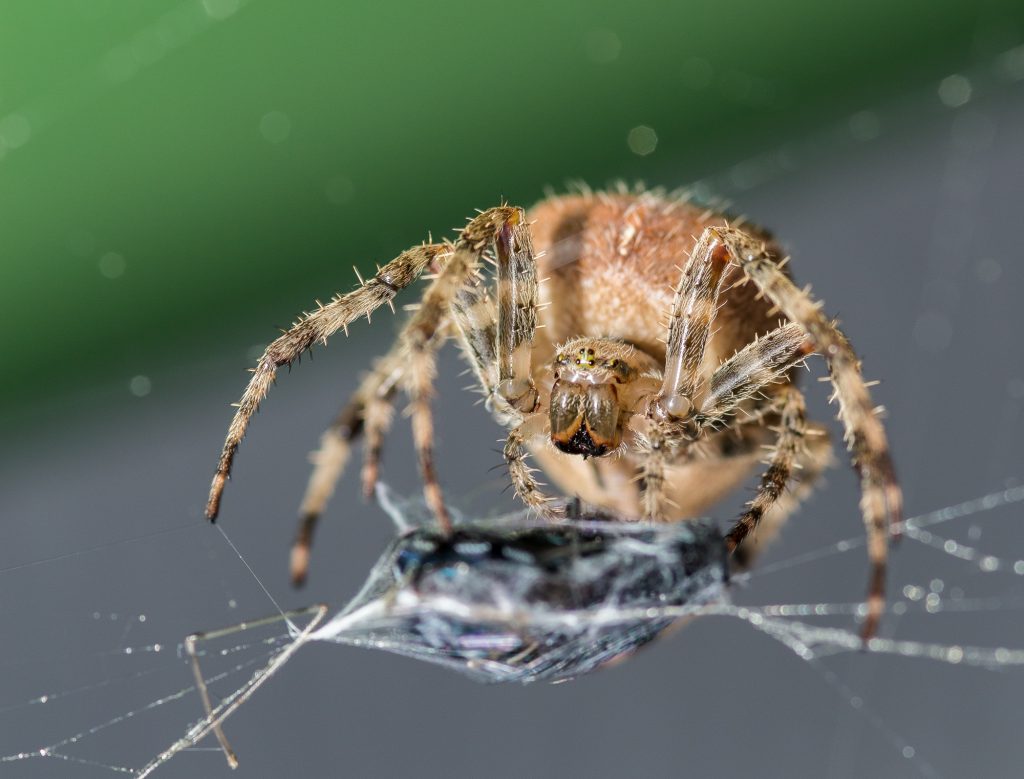 Kreuzspinne mit Fliege