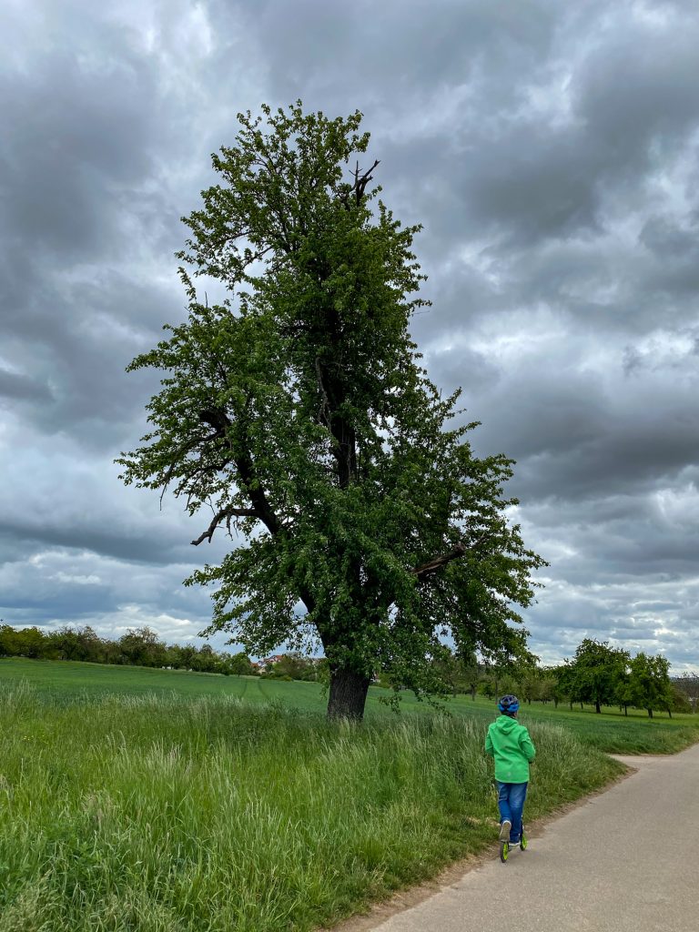 Ingersheim: Im Frühling