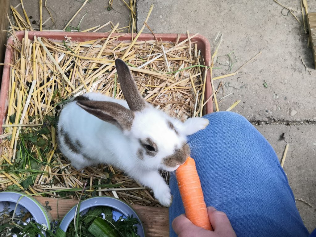 Lecker Möhre!