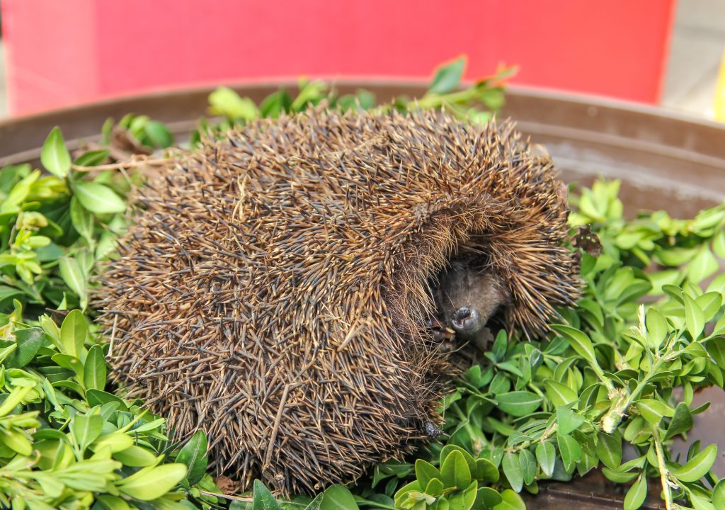 Fotos: Tiere im Garten, auf Feld und Flur