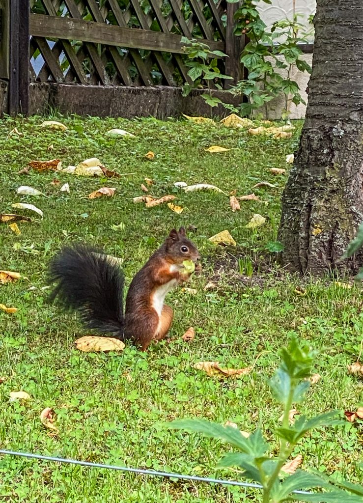 Fotos: Tiere im Garten, auf Feld und Flur