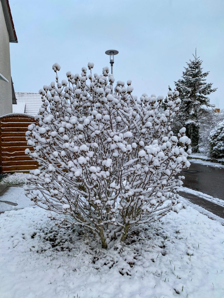 Ingersheim: im Winter