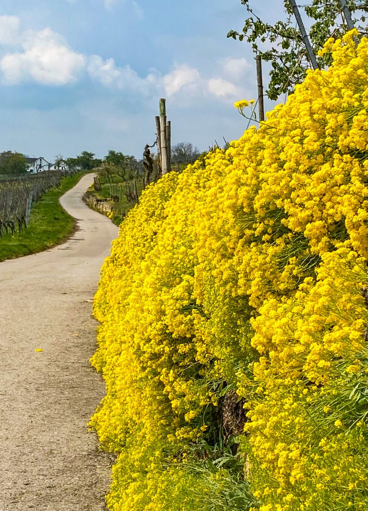 Ingersheim: Im Frühling