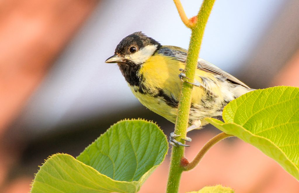 Fotos: Tiere im Garten, auf Feld und Flur