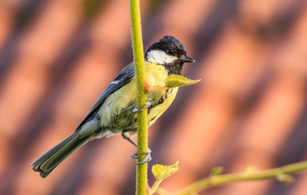 Fotos: Tiere im Garten, auf Feld und Flur