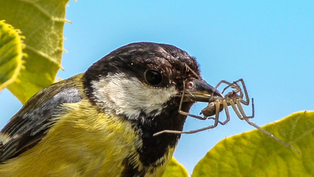 Fotos: Tiere im Garten, auf Feld und Flur