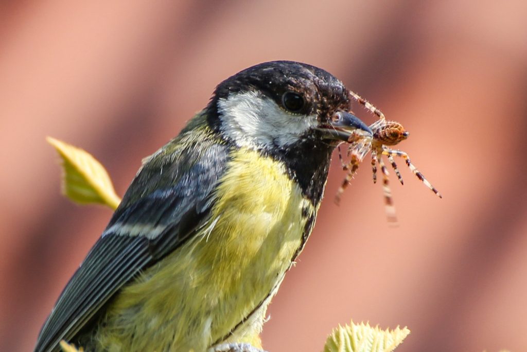 Fotos: Tiere im Garten, auf Feld und Flur