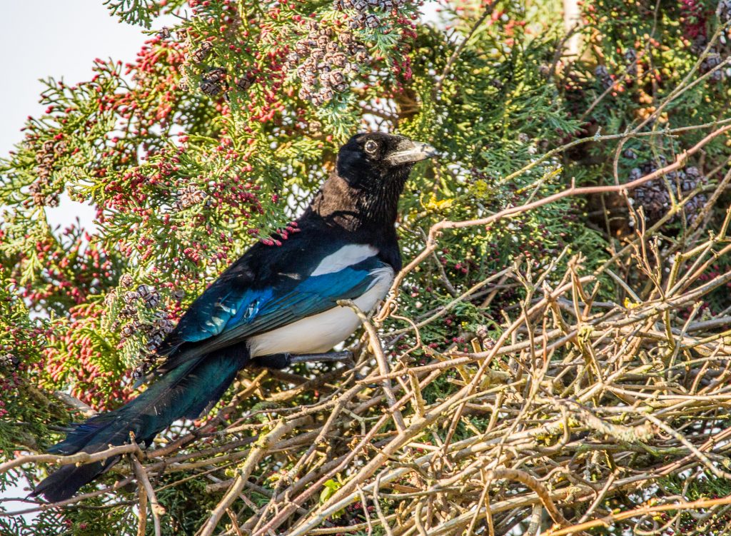 Fotos: Tiere im Garten, auf Feld und Flur