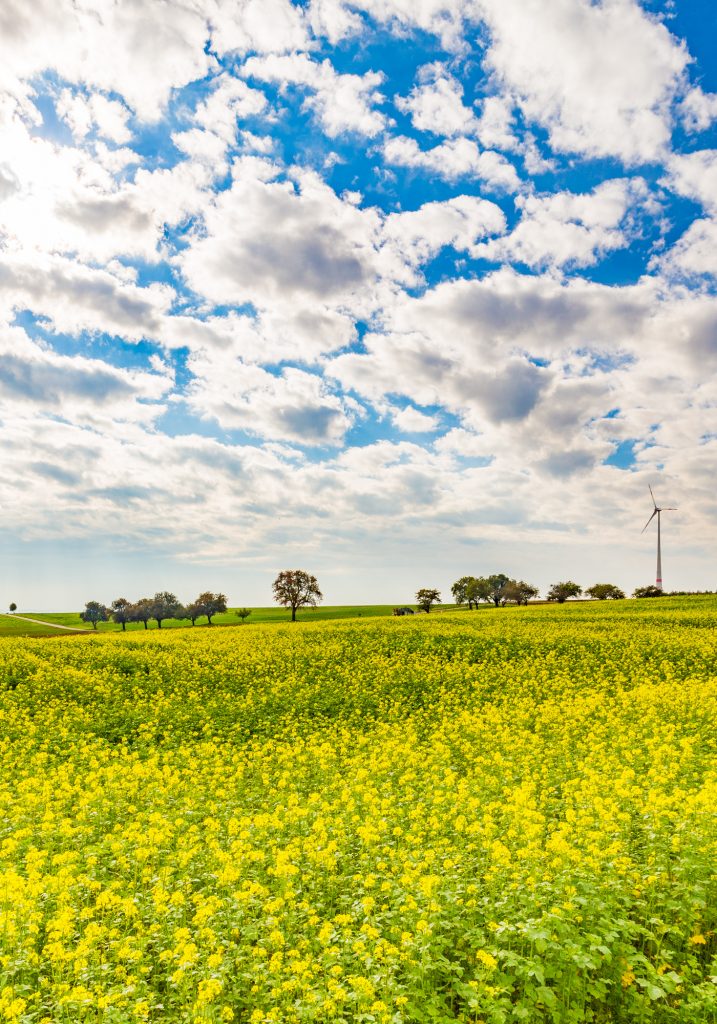 Ingersheim: Im Sommer