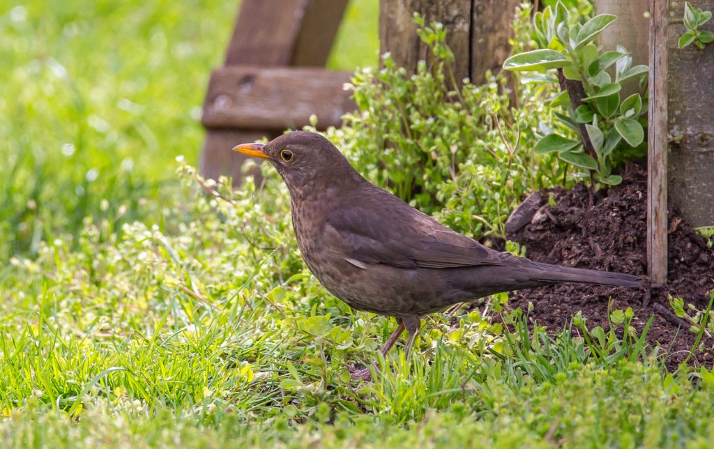 Fotos: Tiere im Garten, auf Feld und Flur