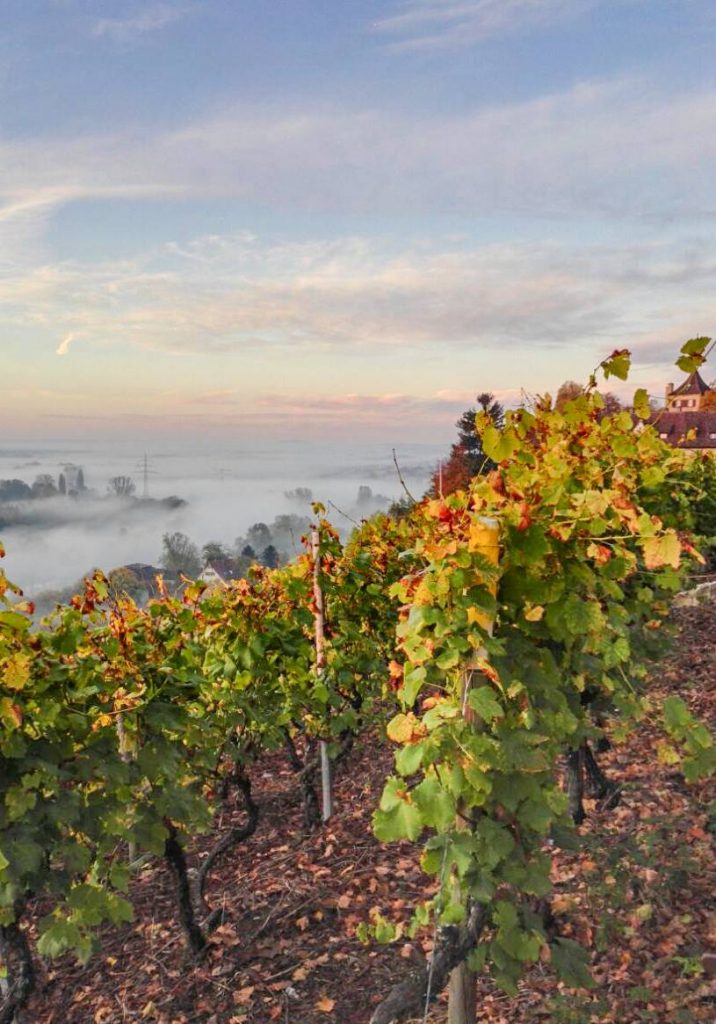 Herbstnebel über dem Neckartal