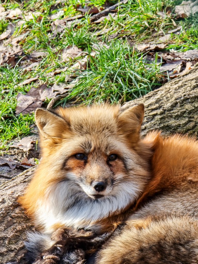 Der Tierpark Tripsdrill ist immer einen Besuch wert!